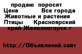 продаю  поросят  › Цена ­ 1 000 - Все города Животные и растения » Птицы   . Красноярский край,Железногорск г.